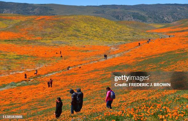 People visit the poppy fields at the Antelope Valley Poppy Reserve in Lancaster, California on April 21, 2019 to view the orange Poppies and other...