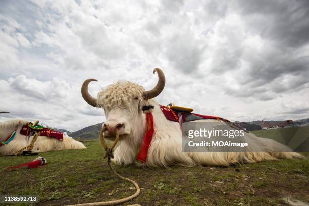 white yak,yushu,qinghai,china - yak stockfoto's en -beelden