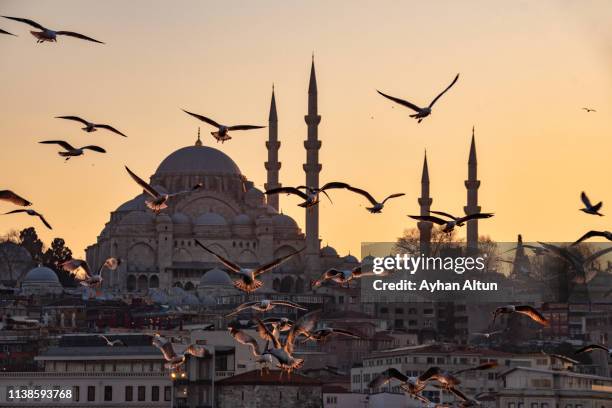 the suleymaniye mosque and seagulls at sunset in istanbul, turkey - süleymaniye moskee stockfoto's en -beelden