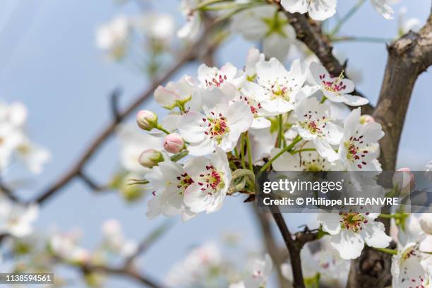 pear blossom tree flowers close-up in chengdu - szechuan cuisine stockfoto's en -beelden