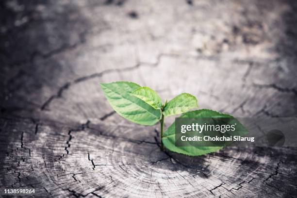 young plant growing on stump - old life new life stock pictures, royalty-free photos & images