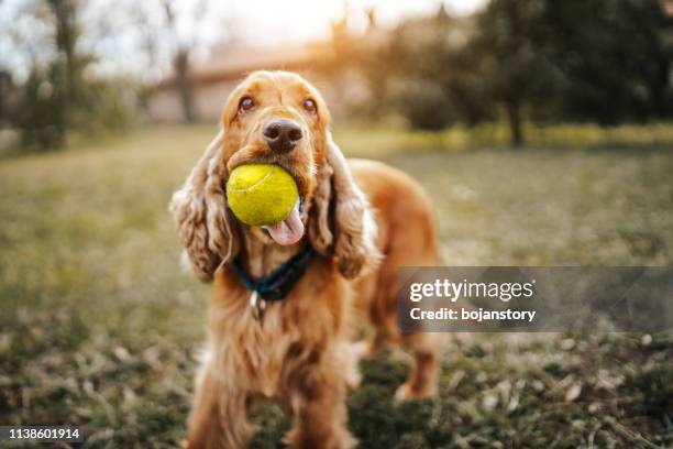 spieliger hund - dog and ball stock-fotos und bilder