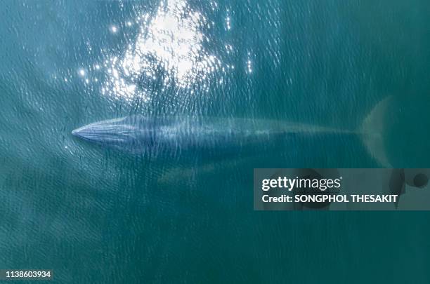 bruda whale, mother and child are swimming in the area of the gulf of thailand, phetchaburi province. - north pacific stock pictures, royalty-free photos & images