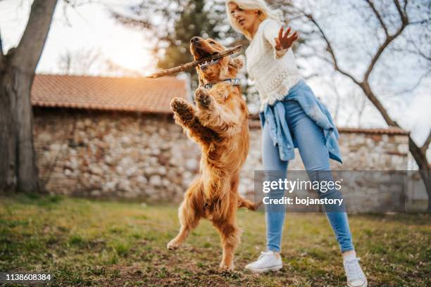 frau trainiert ihren hund - springer spaniel stock-fotos und bilder