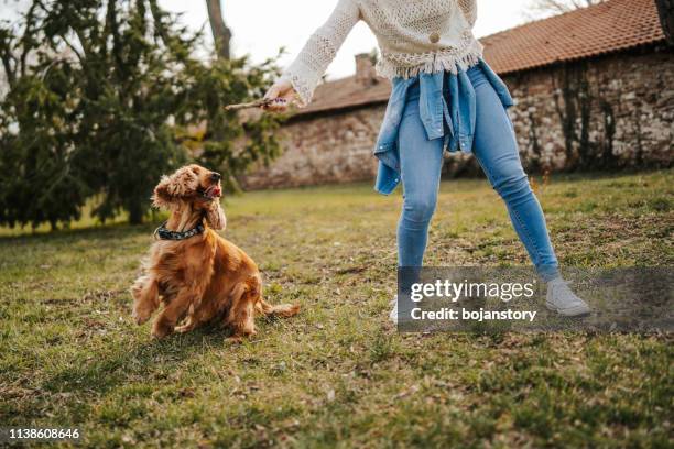 junge frau spielt mit ihrem hund - dog and ball stock-fotos und bilder