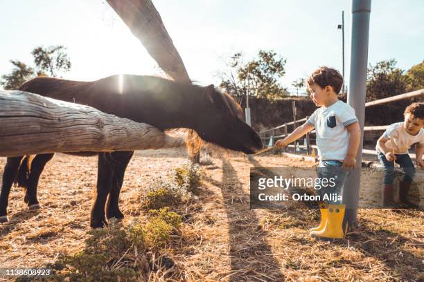 ragazzi che giocano con un pony in fattoria - cavallo equino foto e immagini stock