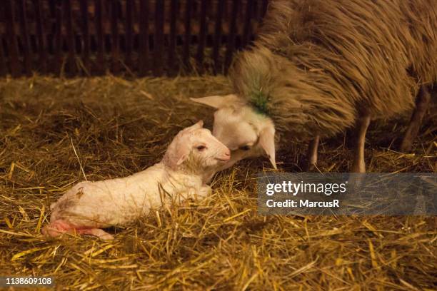 schaap likt pasgeboren lammetje - lammetje stock-fotos und bilder