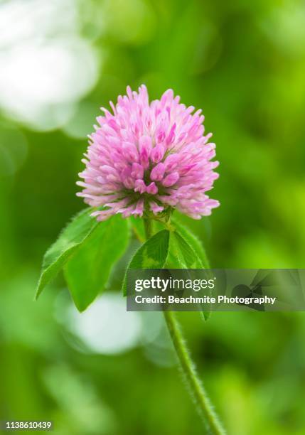 close up of red clover flower - clover sprouts stock pictures, royalty-free photos & images
