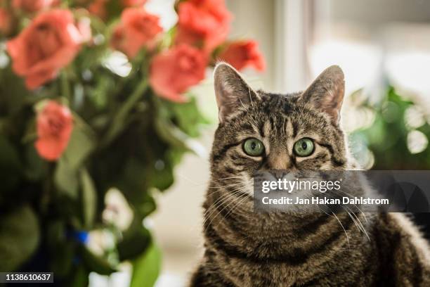 331 Rose Cat Stock Photos, High-Res Pictures, and Images - Getty Images