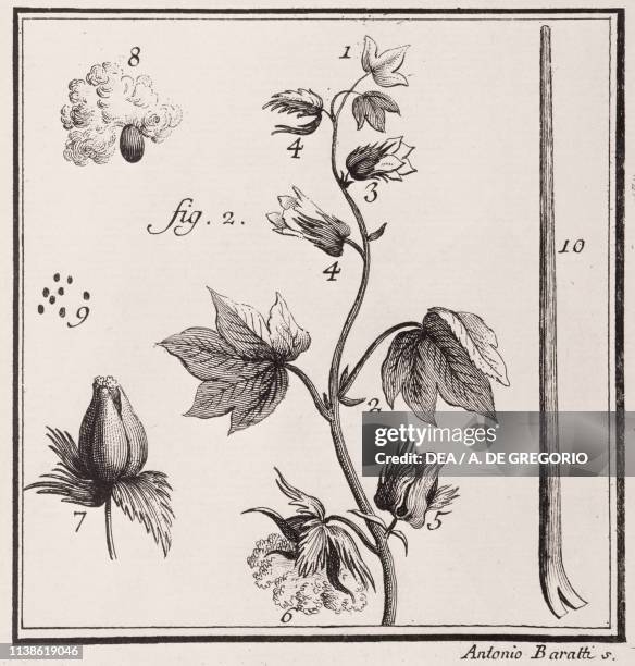 Flowers, fruits, leaves and seeds of the cotton plant, engraving from L'Encyclopedie by Denis Diderot and Jean-Baptiste Le Rond d'Alembert, 1751-1772.