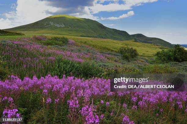 Flower-filled meadow near Besse-et-Saint-Anastaise, Auvergne volcanoes region , Auvergne-Rhone-Alpes, France.