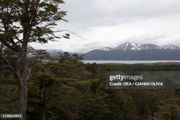 The Cerro Bandera forest, Navarino Island, Tierra del Fuego, Chile.
