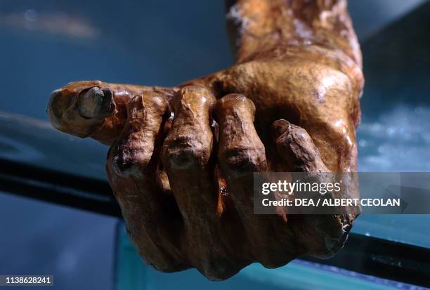 Otzi's hand, the Similaun mummy, South Tyrol Museum of Archaeology, Bolzano, Trentino-Alto Adige, Italy.