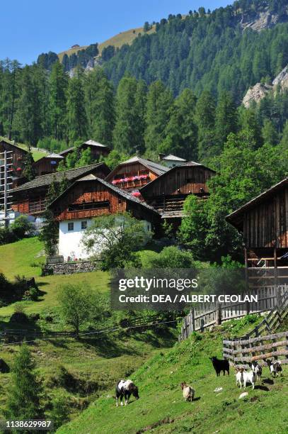 Grazing goats and viles in Misci, St Martin in Thurn, Badia valley, Dolomites, Trentino-Alto Adige, Italy.