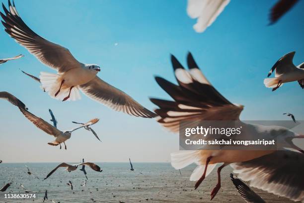 close-up of seagulls above sea against sky, thailand - nature close up stock-fotos und bilder