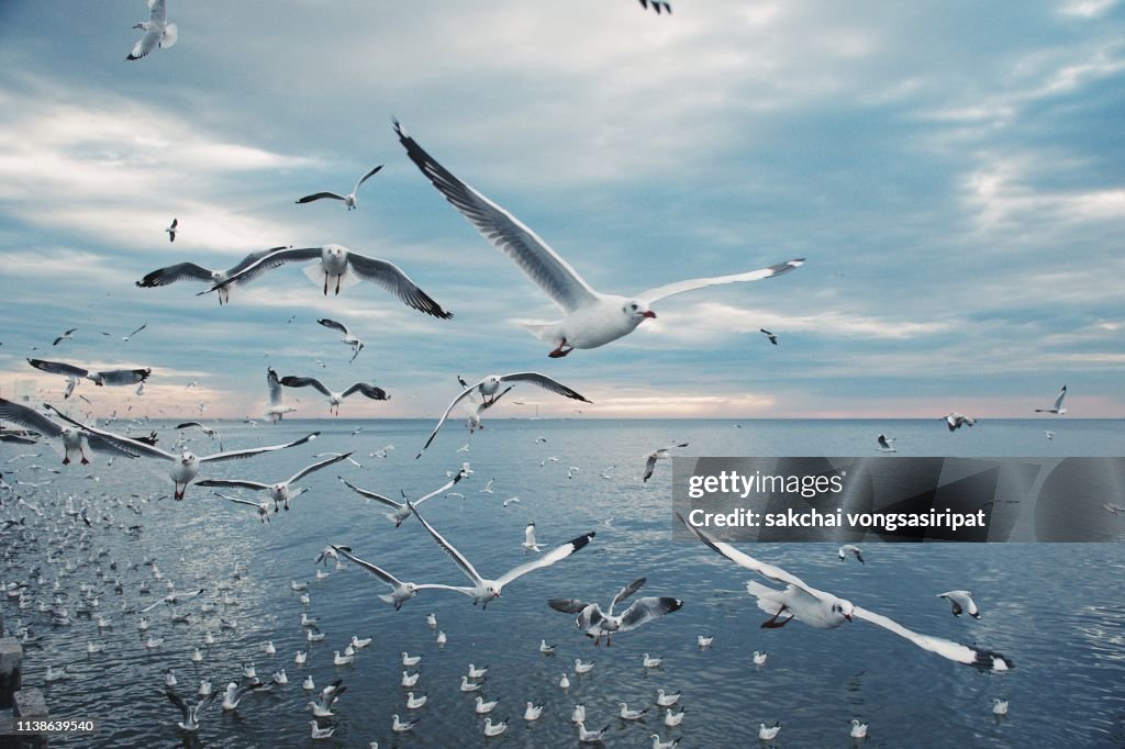 Scenic View of Seagulls above Sea Against Sky During Sunset, Thailand