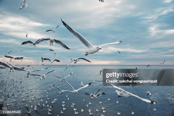 scenic view of seagulls above sea against sky during sunset, thailand - sea water bird stock pictures, royalty-free photos & images