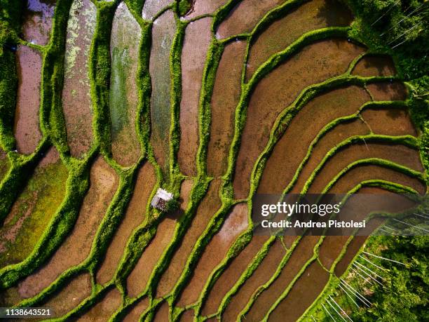 Java Pattern Photos and Premium High Res Pictures - Getty Images