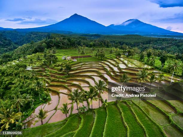 rice terraces near ijen vulcano, java, indonesia - java stockfoto's en -beelden