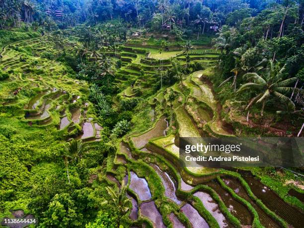 tegalialang rice terraces in bali, indonesia - indonesia aerial stock pictures, royalty-free photos & images