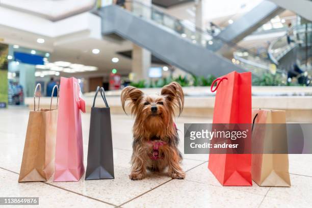 bellissimo cane che fa shopping in un centro commerciale per animali domestici - shopping mall foto e immagini stock
