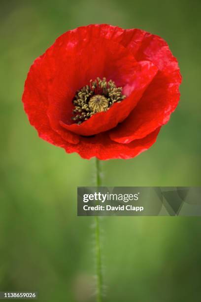 a vibrant poppy in languedoc, france - poppies stock pictures, royalty-free photos & images