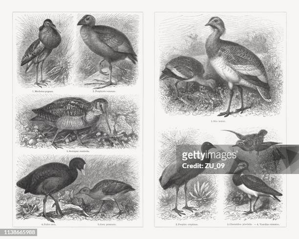 shorebirds (charadriiformes), wood engravings, published in 1897 - great bustard stock illustrations