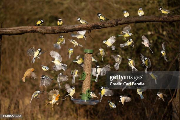british domestic birds feeding at a bird feeder - blaumeise stock-fotos und bilder
