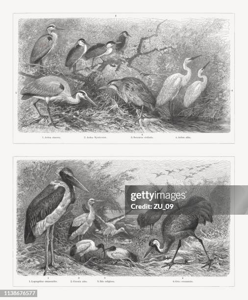 shorebirds (charadriiformes), wood engravings, published in 1897 - ardea cinerea stock illustrations