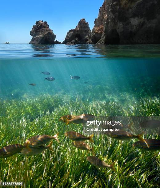 cabo de palos bajo el agua - la manga stock pictures, royalty-free photos & images