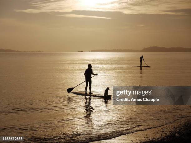 a man paddling with his dog. - amos chapple stock pictures, royalty-free photos & images