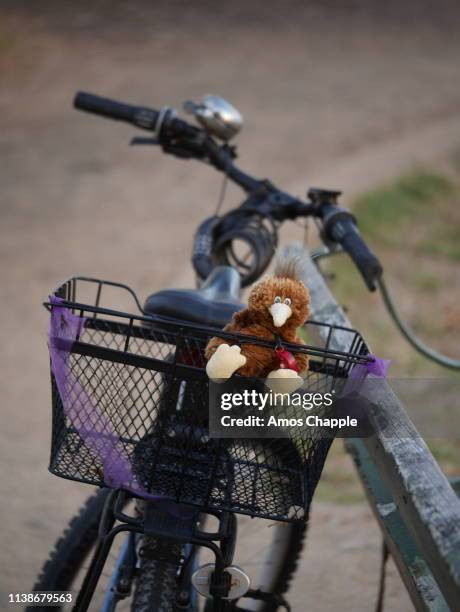 a kiwi on the back of a bicycle. - amos chapple stock pictures, royalty-free photos & images