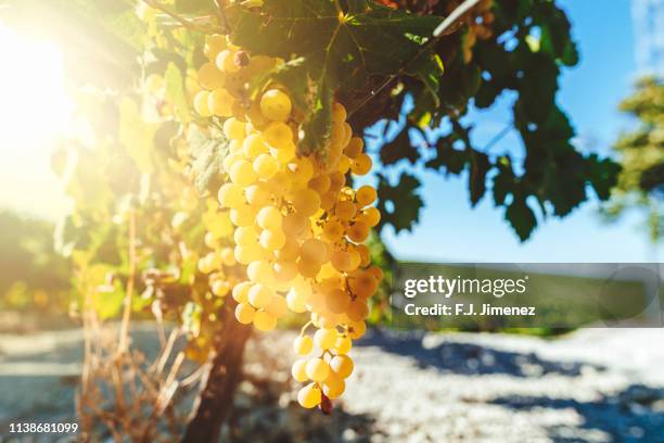 white wine grapes in vineyard on a sunny day - chardonnay grape 個照片及圖片檔