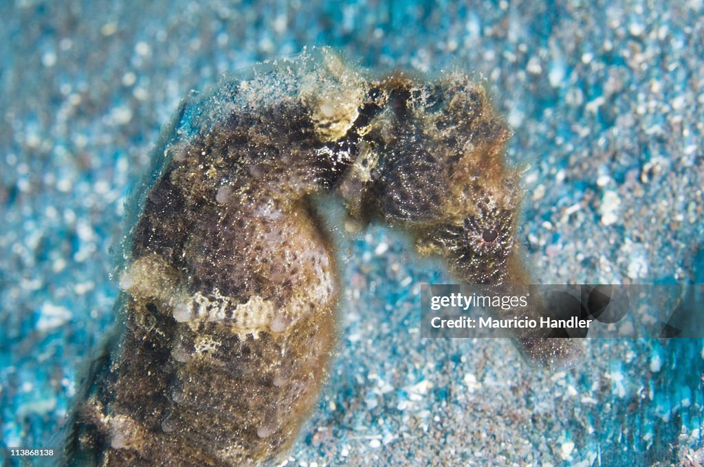 A lined sea horse of Saba Island, Netherlands Antilles.