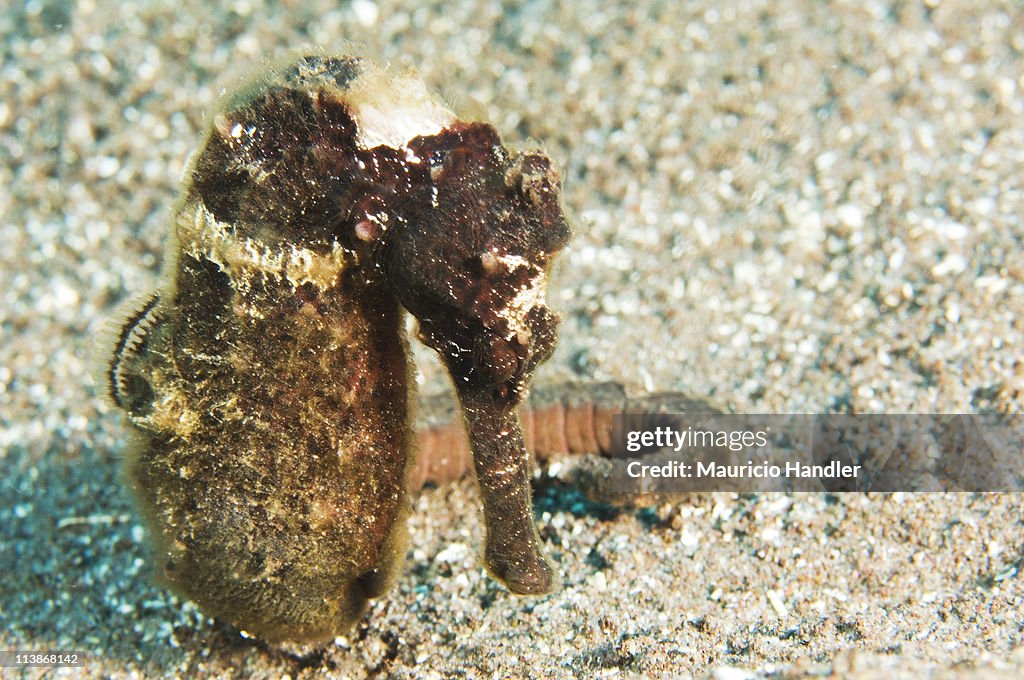A lined sea horse of Saba Island, Netherlands Antilles.