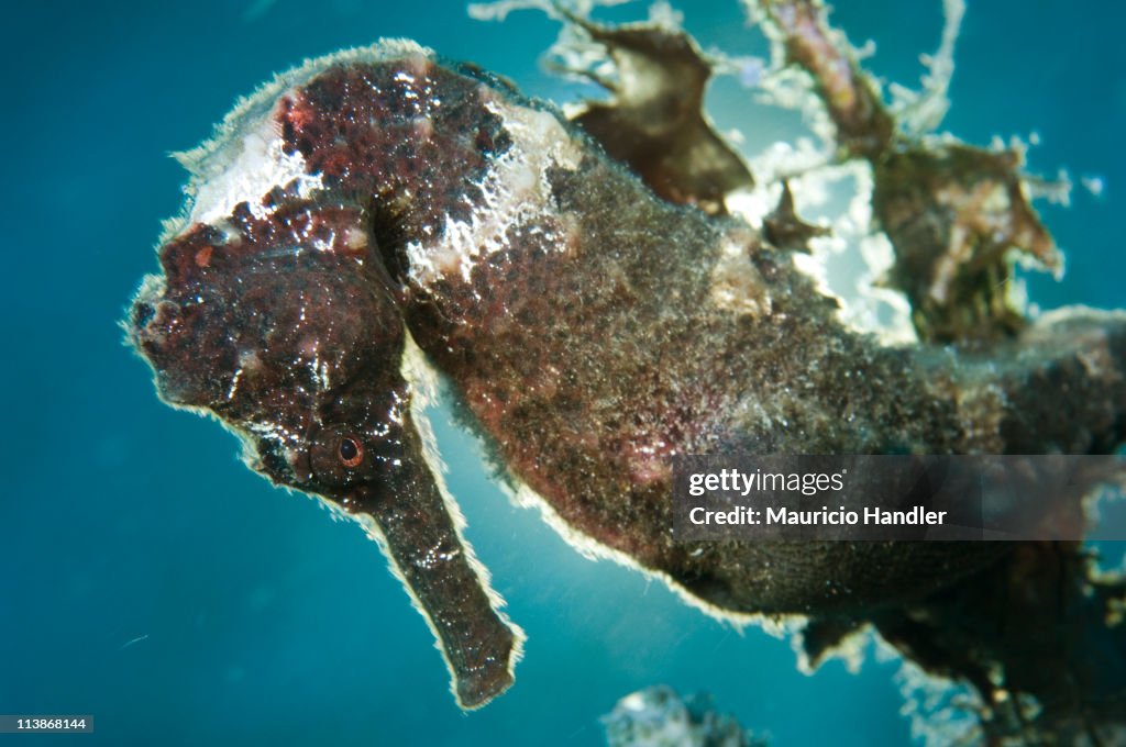 A lined sea horse of Saba Island, Netherlands Antilles.