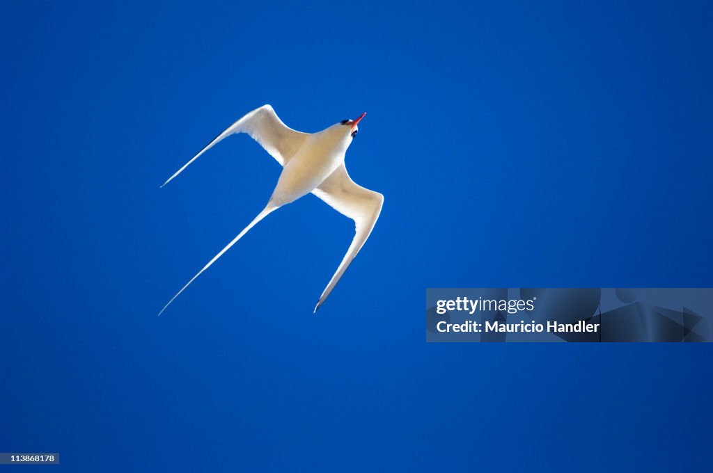 A red billed tropicbird in flight above Saba Island.