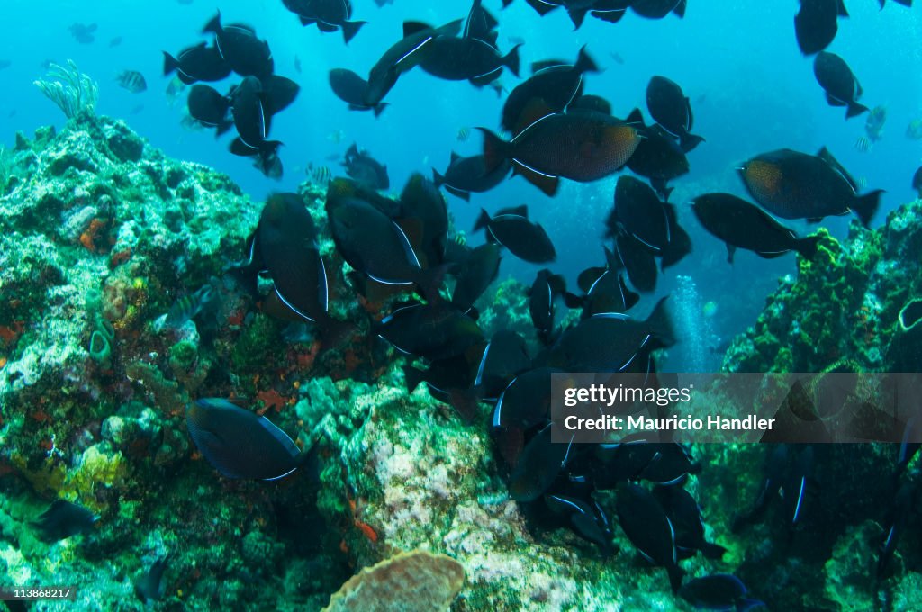 Black durgon, attacking an egg cluster on a reef off Saba Island.