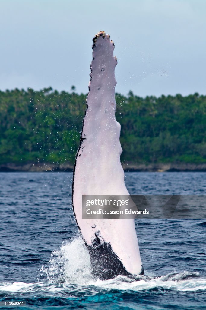 A Southern Humpback Whale raises its huge white flipper into the sky.