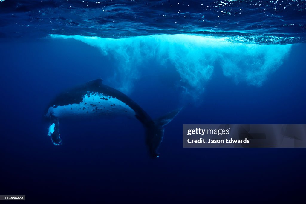Bubbles and vortices swirl behind a Humpback Whale during a Heat Run.
