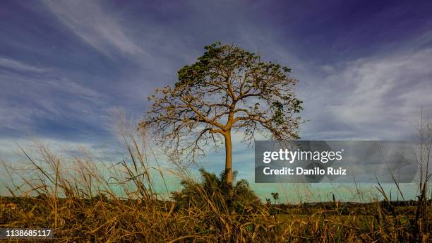brazilian nut tree at the north of brazil road trip south america - ipe yellow stock pictures, royalty-free photos & images