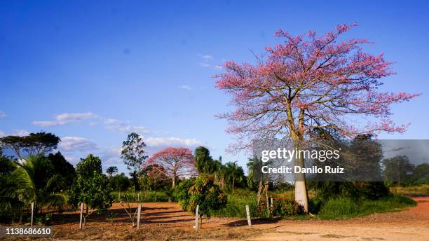 pink ipe tree blue skies at the north of brazil road trip south america - ipe yellow stock pictures, royalty-free photos & images