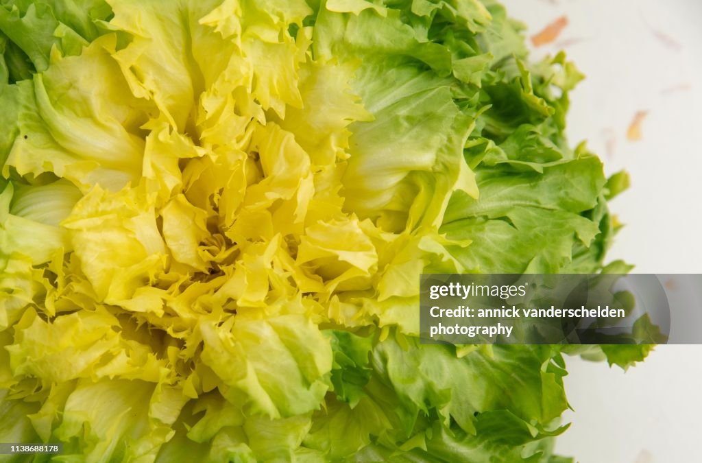 Cichorium Endivia High-Res Stock Photo - Getty Images