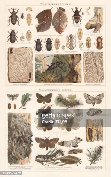 bildbanksillustrationer, clip art samt tecknat material och ikoner med skogspest: skalbaggar och nattfjäril, kromolithograph, publicerad i 1897 - kokong