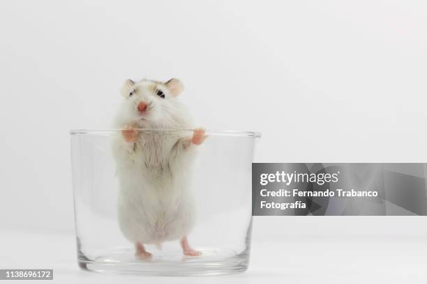 mouse inside a glass tumbler - animals in captivity stock-fotos und bilder