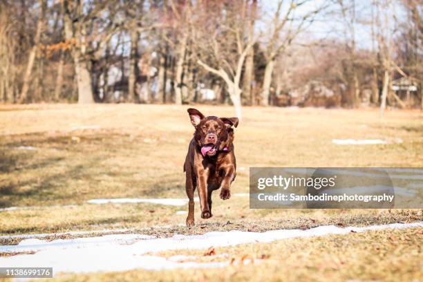 Choclacolate Lab Attacking American Chocolate Lab Photos and Premium High Res Pictures - Getty Images