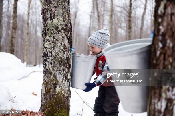 little boy during time of maple syrup family industry - maple tree canada stock pictures, royalty-free photos & images