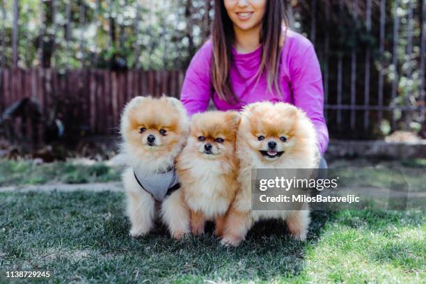 mulher nova de sorriso com seus cães de pomeranian - pomeranian - fotografias e filmes do acervo