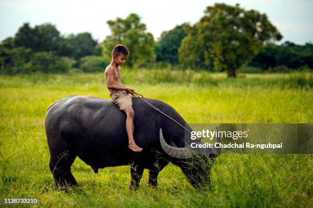 farmer buffalo asian southeast boy grassland countryside thailand - bufalo indiano foto e immagini stock
