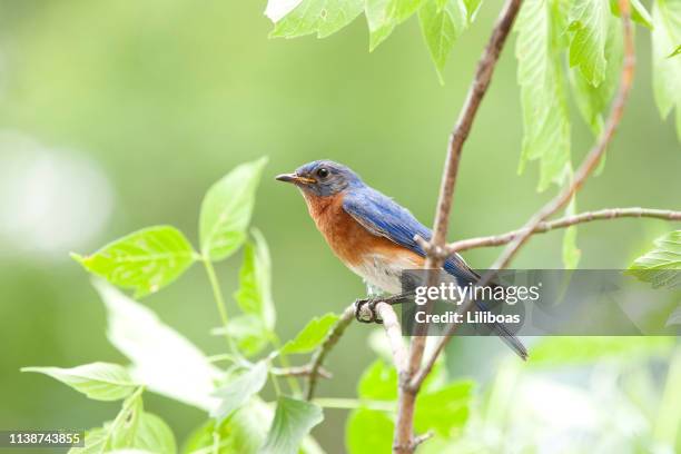 male bluebird sitting on a branch in nature - tiny bird stock pictures, royalty-free photos & images